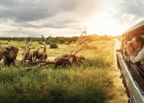 A Wildlife Adventure with Dazzling Tours , Sri Lankan Safari